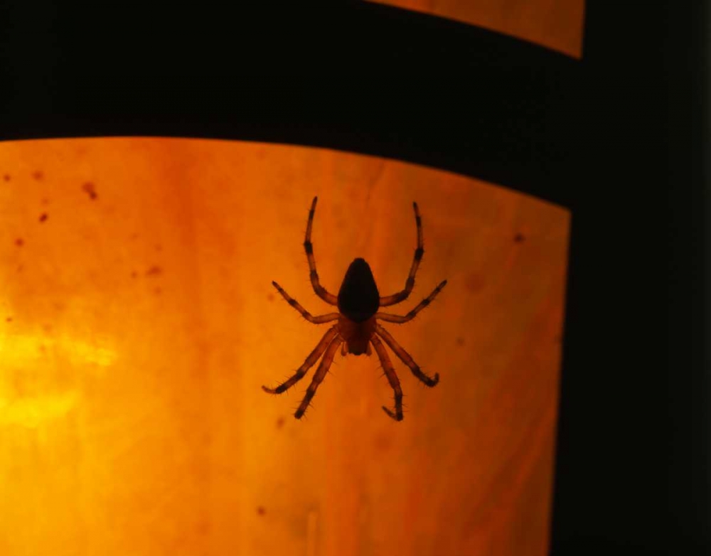 OR, Silhouette of European garden spider